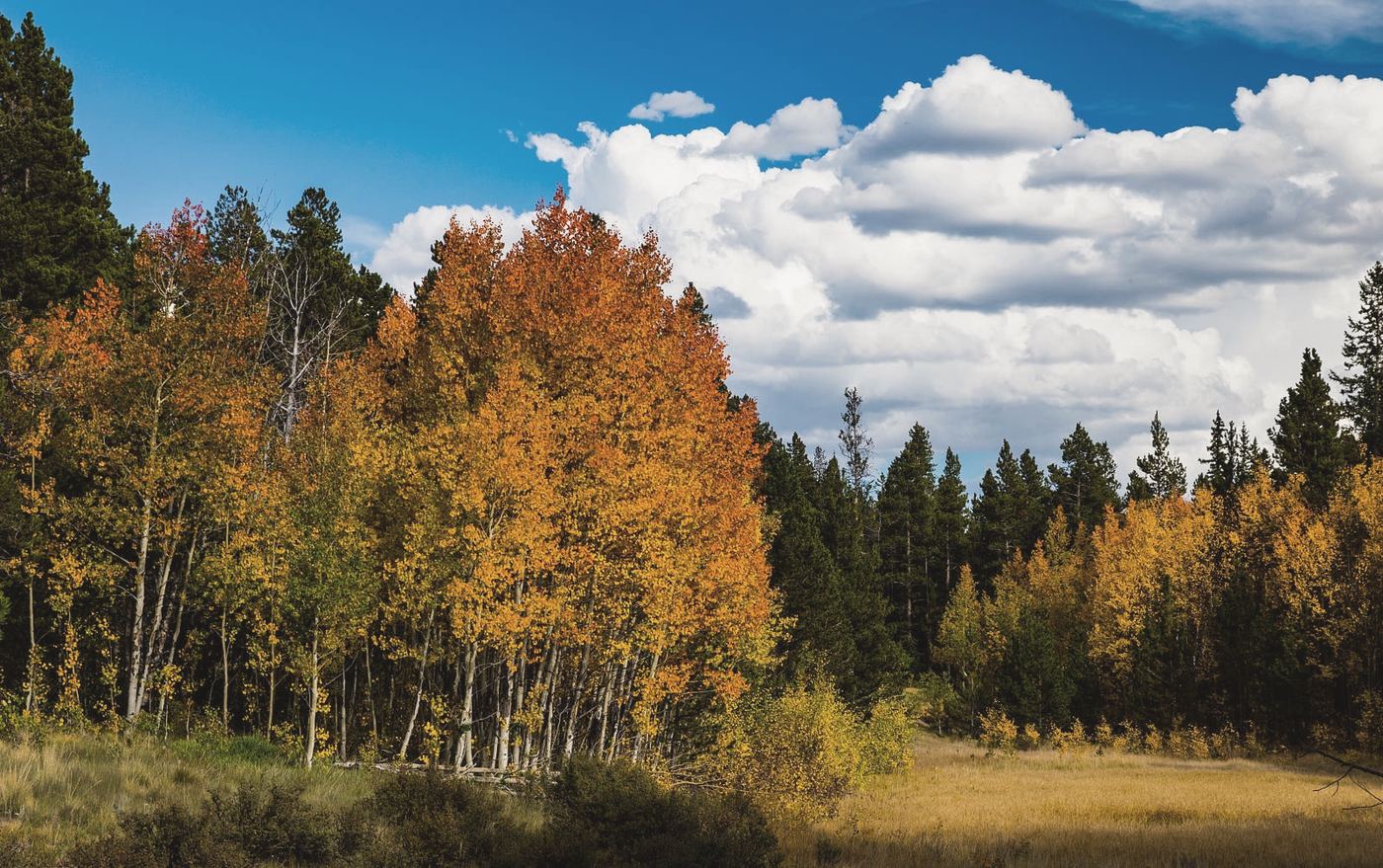 Aspens turning gold and orange beside dark pines at the edge of a Colorado meadow
